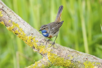 Bluethroat (Luscinia svecica cyanecula) Male Germany