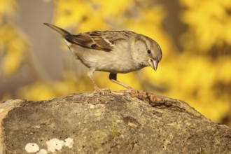 House Sparrow (Passer domesticus) female, Allgäu, Bavaria, Germany, Allgäu, Bavaria, Germany,