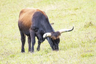 Auerochs (Heck cattle) Germany