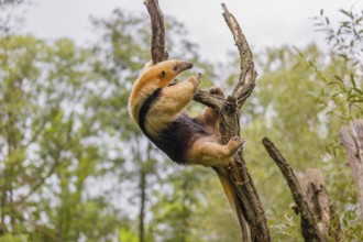 A southern tamandua (Tamandua tetradactyla), climbs in an artistic way in a tree in a forest