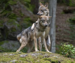 Wolves (Canis lupus) standing on a rock covered with moss, social behaviour, captive, Bavarian