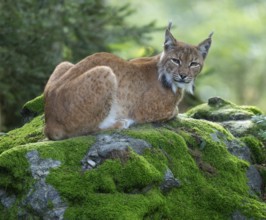 Eurasian lynx (Lynx lynx) lying on a moss-covered rock in the forest and looking attentively,