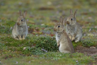 Rabbit (Oryctolagus cuniculus) three wild juvenile baby animals next to a burrow entrance in