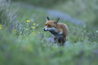 Red fox (Vulpes vulpes) adult animal smelling summer flowers, England, United Kingdom, Europe