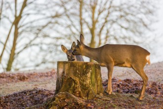 An adult female roe deer (Capreolus capreolus) nurses her fawn next to a tree stump at sunrise