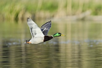 Mallard (Anas platyrhynchos), drake in flight, Switzerland, Europe