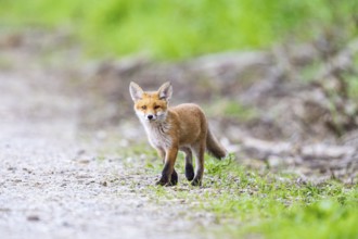 Fox (Vulpes vulpes) puppy Germany