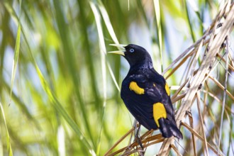 Yellow-rumped cacique (Cacicus cela) Pantanal Brazil