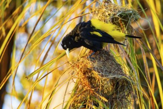 Yellow-rumped cacique (Cacicus cela) Pantanal Brazil