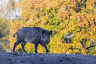 A wild boar or wild pig (Sus scrofa), runs across a clearing in hilly terrain in search of food. In