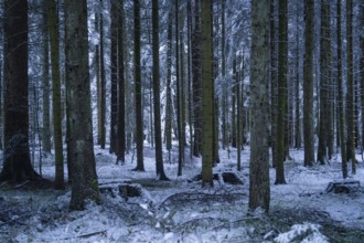 Dense forest with snow-covered ground and cool light, Enzklösterle, district of Calw, Black Forest,