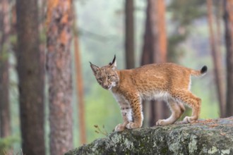 One young Eurasian lynx, (Lynx lynx), walking over a rock in a forest. Early morning light at