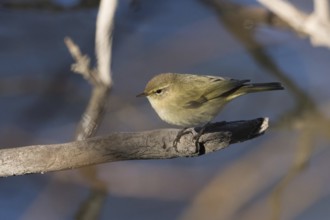 A chiffchaff (Phylloscopus collybita) sitting on a bare branch with water in the background, Hesse,