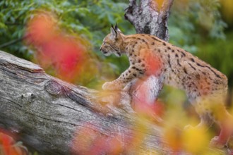 One Eurasian lynx (Lynx lynx) walks on a sloping dead tree, hidden behind autumn leaves