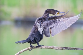 Cormorant (Phalacrocorax carbo) Germany