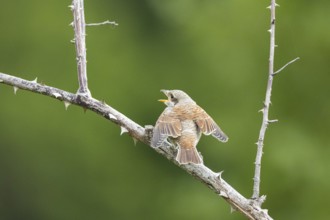 Red-backed shrike (Lanius collurio) Jumgvogel Germany