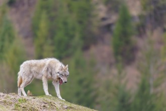 A grey wolf (Canis lupus lupus) stands yawning on a hill on a cloudy day. A forest can be seen in