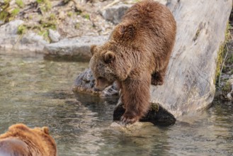 An adult female brown bear (Ursus arctos arctos) runs down a rotten tree trunk to the water. A