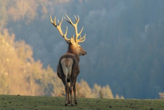 A red deer stag (Cervus elaphus) stands in a meadow in the low light of a winter's day. A forest