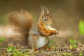 Red squirrel (Sciurus vulgaris) in a forest, Bavaria, Gernany