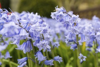 Blue flowering bluebells (Hyacinthoides) in spring, Saxony, Germany, Europe