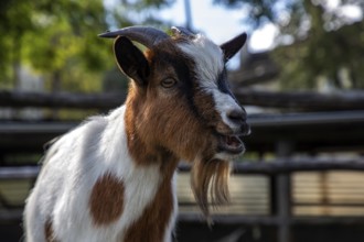 Goat (Capra), mountain village Rasa, Centovalli, Canton Ticino, Switzerland, Europe