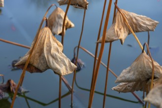 Withered leaves of a lotus flower (Nelumbo), Botanical Garden, Erlangen, Middle Franconia Bavaria,