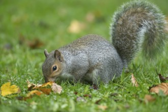 Grey squirrel (Sciurus carolinensis) adult animal searching for food on a garden grass lawn in the