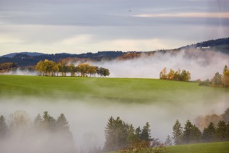 Trees and forests in the early morning mist