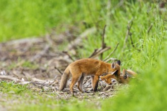 Fox (Vulpes vulpes) puppy Germany