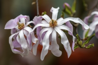 Star magnolia, flower of the star magnolia (Magnolia stellata), Baden-Württemberg, Germany, Europe