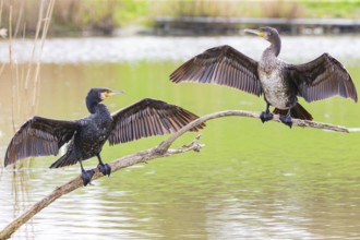 Cormorant (Phalacrocorax carbo) Germany