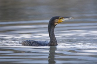 Cormorant (Phalacrocorax carbo) in the water Germany