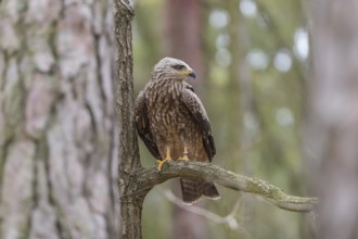 One black kite (Milvus migrans) sitting on a branch of a tree in a forest
