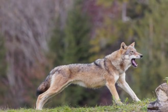 A female eurasian gray wolf (Canis lupus lupus) stretches out on a meadow on top of a hill