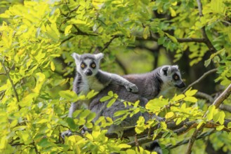 Two ring-tailed lemurs (Lemur catta) sit high up in a tree on a branch between fresh green leaves