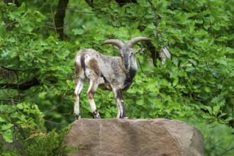 Bharal (Pseudois nayaur), standing on a rock, Bavaria, Germany, Europe