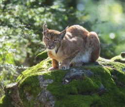 Eurasian lynx (Lynx lynx) lying on a moss-covered rock in the forest and looking attentively,