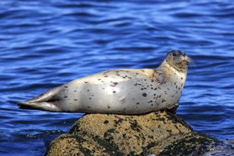 Harbour seal (Phoca vitulina), adult, rock, water, sea, resting, relaxed, Monterey, California,