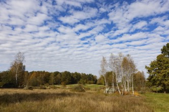 Lean meadow, altocumulus, cloudy sky with fleecy clouds and birch trees in the Blockheide nature