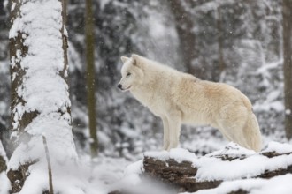 Melville Island wolf (Arctic wolf) standing in snow covered forest, snow falling