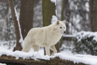 Melville Island wolf (Arctic wolf) standing in snow covered forest, snow falling