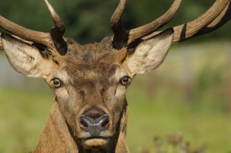 A stag with an attentive gaze and large antlers in the forest, red deer (Cervus elaphus), Bavaria