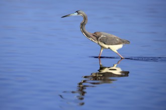 Tricoloured Heron (Egretta tricolor), adult, in the water, foraging, Merritt Island, Black Point