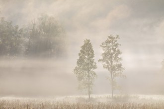 Birches (Betula) in the early morning mist, Birch family (Betulaceae), Irndorfer Hardt, Upper