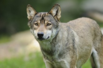 A wolf stands on a green meadow and looks alertly into the camera, Timberwolf (Canis lupus lycaon),