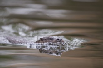 Eurasian otter (Lutra lutra) adult animal swimming in a river, England, United Kingdom, Europe