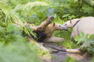 One southern tamandua (Tamandua tetradactyla), standing tall, in defensive position