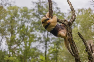 A southern tamandua (Tamandua tetradactyla), climbs in an artistic way in a tree in a forest