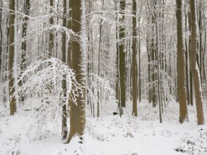 Beech woodland (Fagus sylvatica), trees and undergrowth covered in hoarfrost and snow in winter,